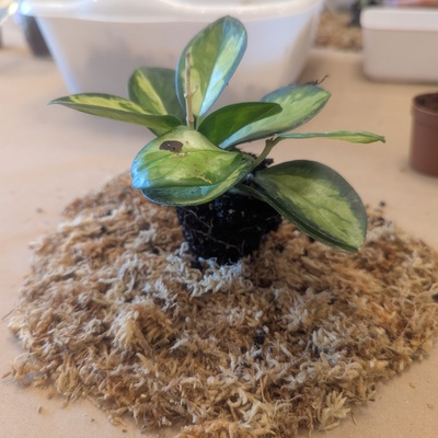 Kokedama Materials